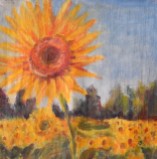sunflower fields oil painting with a backdrop of blue sky by Navdeep Kular